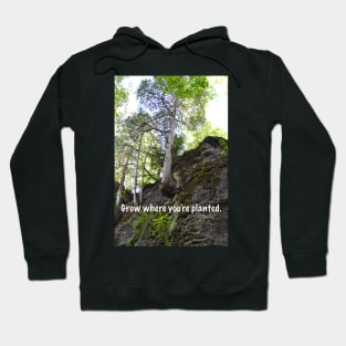 Grow Where You're Planted Hoodie